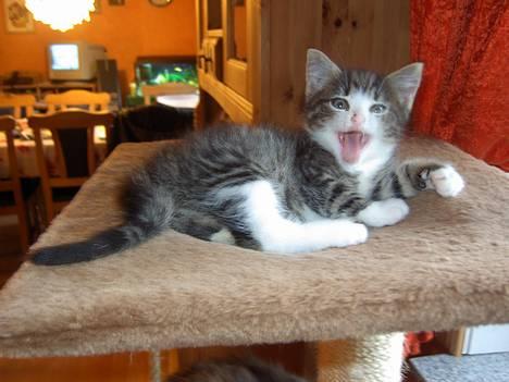 Maine Coon Caesar billede 1