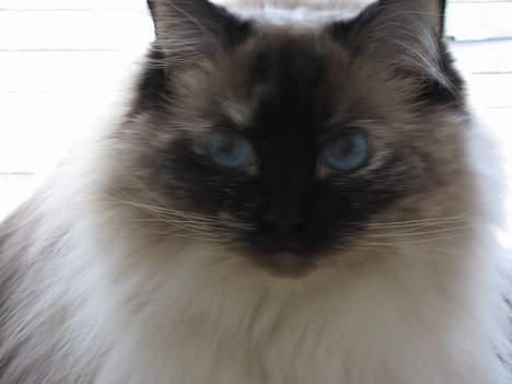 Ragdoll Lillesøster billede 7