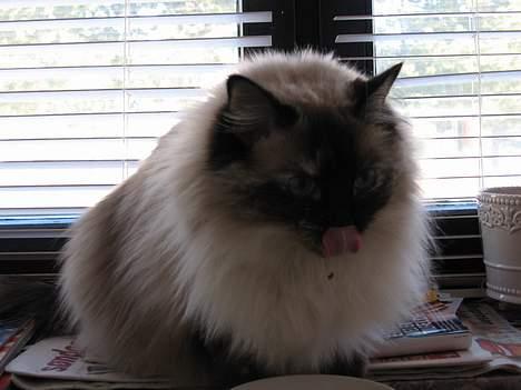 Ragdoll Lillesøster billede 8