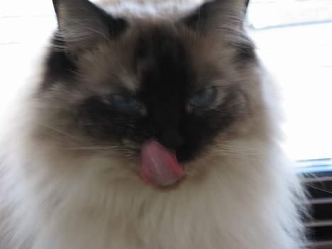 Ragdoll Lillesøster billede 9