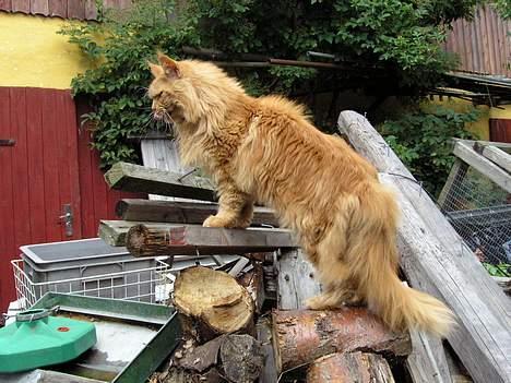 Maine Coon Løvehulen Mighty Hercules billede 1