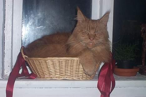 Maine Coon Løvehulen Mighty Hercules billede 2