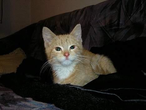 Blanding af racer Zeus billede 1