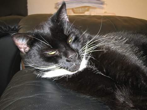 Huskat Basse - aii jeg sover skriiiid billede 5