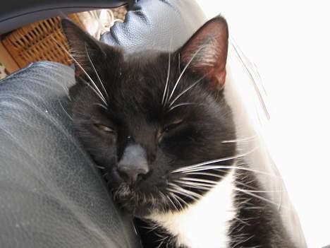 Huskat Basse - gå nu væk billede 6