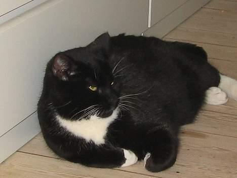 Huskat Basse - jeg gider ikke fotos gå nu væk billede 7