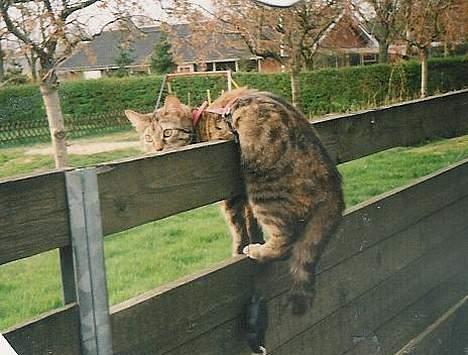 Huskat Speedy [DØD D. 4/7-07] <3 - Hva det ? billede 9