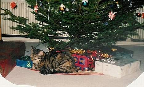 Huskat Speedy [DØD D. 4/7-07] <3 - Shh . Jeg er en julegave . billede 11