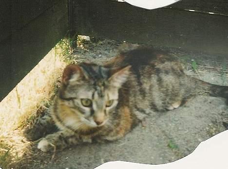 Huskat Speedy [DØD D. 4/7-07] <3 - Lille mig . billede 12
