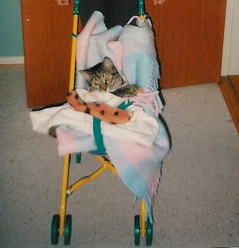 Huskat Speedy [DØD D. 4/7-07] <3 - Lille mig i klapvogn . billede 13