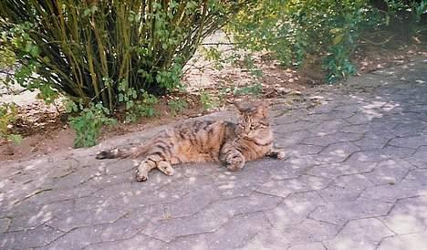 Huskat Speedy [DØD D. 4/7-07] <3 - Tager lige lidt sol . billede 14