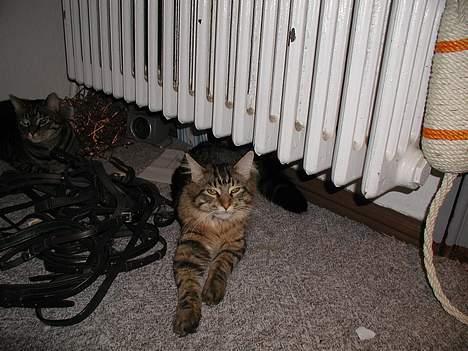 Maine Coon chopin billede 5