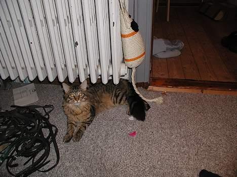 Maine Coon chopin billede 6