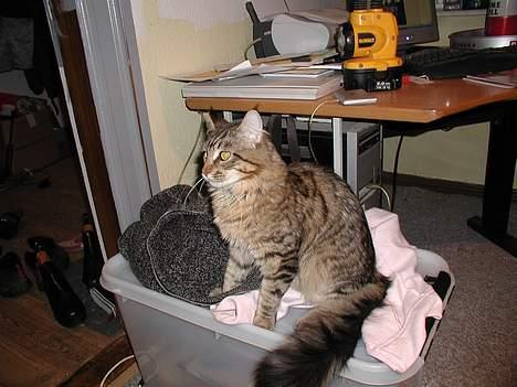 Maine Coon chopin billede 7