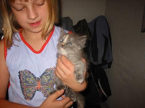 Maine Coon isabel billede 1