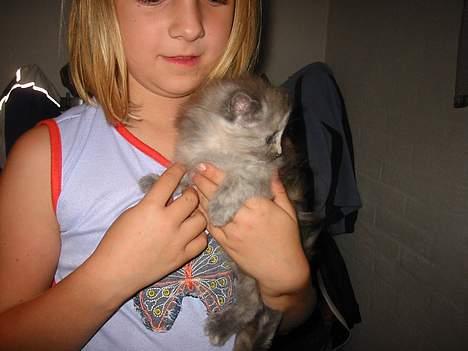 Maine Coon isabel billede 2