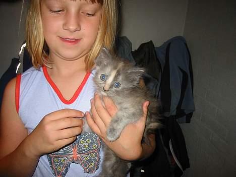 Maine Coon isabel billede 3