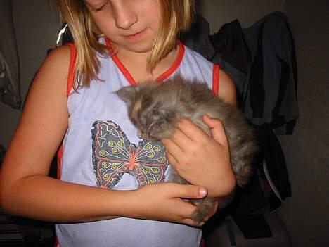 Maine Coon isabel billede 4