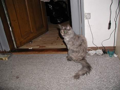 Maine Coon isabel billede 5