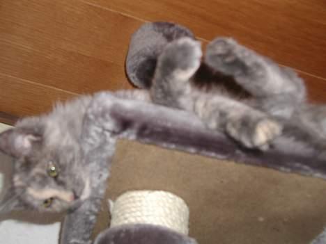 Maine Coon isabel billede 6