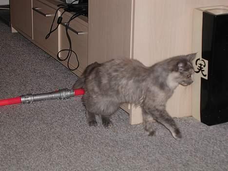 Maine Coon isabel billede 7