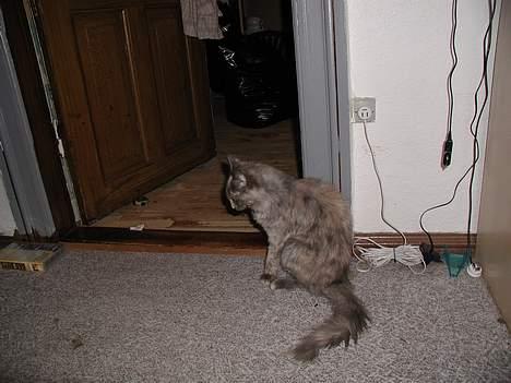 Maine Coon isabel billede 8