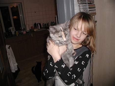 Maine Coon isabel billede 9