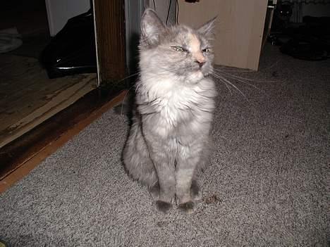 Maine Coon isabel billede 10