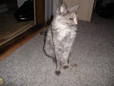 Maine Coon isabel billede 11