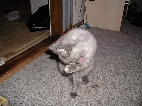 Maine Coon isabel billede 12