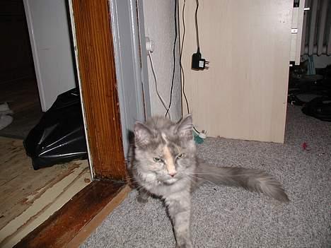 Maine Coon isabel billede 13