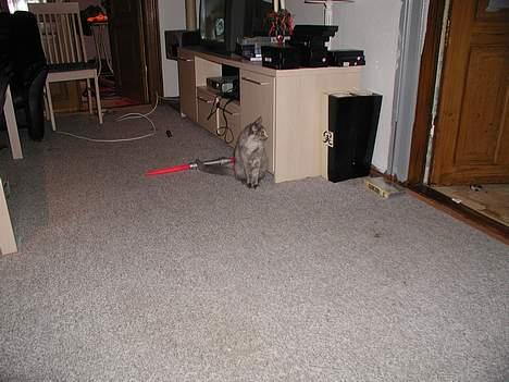 Maine Coon isabel billede 14