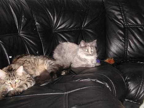 Maine Coon isabel billede 15