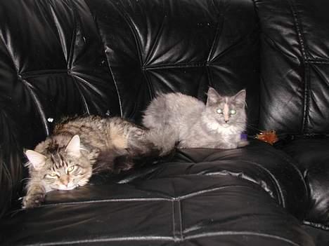 Maine Coon isabel billede 16