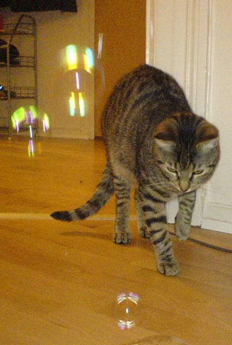 Huskat Dolph - Sæbebobler?? Hvad i alverden skal de gøre godt for? Sådan noget hippie-pjat! billede 17