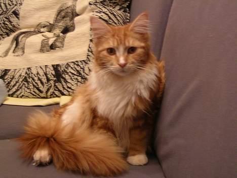 Maine Coon Candy (død dec08) - det er skønt, når man bare kan sidde her i sofaén og drive den af billede 11