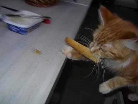 Maine Coon Candy (død dec08) - uhm!!! morgenbrød- jeg napper lige et stykke  billede 12