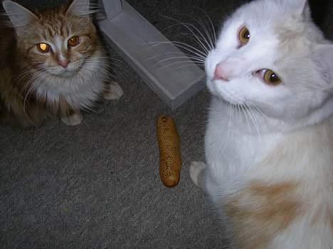 Maine Coon Candy (død dec08) - ej hvor dårligt!! ingen smør og pålæg- det siger jeg bare, den gåååår ikke,du billede 13