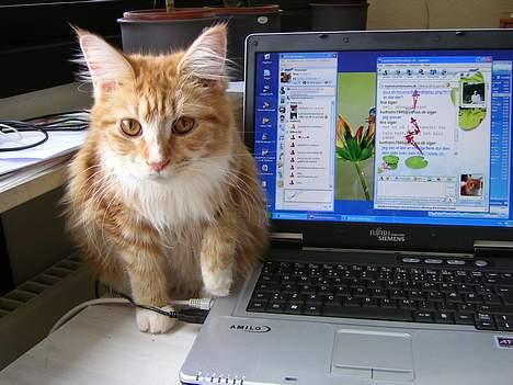 Maine Coon Candy (død dec08) - skal du nu til at sætte mig derind,,,,så kan jeg se mig selv- ej hvor smart billede 14