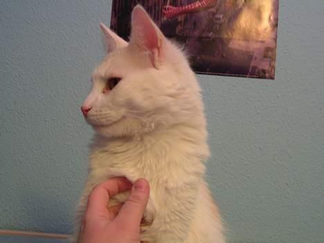 Norsk Skovkat Felix (bortløbet okt.08) - jeg håber at de fingre er rene!!! billede 12