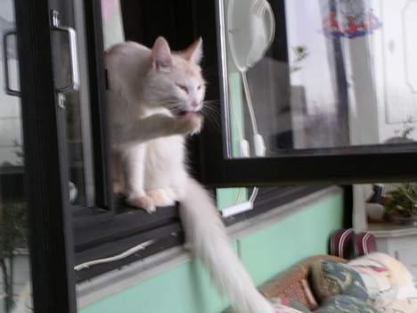 Norsk Skovkat Felix (bortløbet okt.08) - jeg er bare sååå lækker, mangler jeg mon noget, eller fik jeg det hele med? billede 13