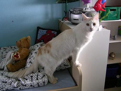 Norsk Skovkat Felix (bortløbet okt.08) - tror lige jeg smutter en tur. hej hej billede 14