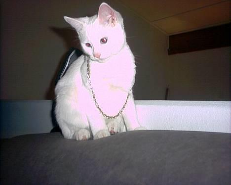 Blanding af racer Lotus R.I.P billede 7