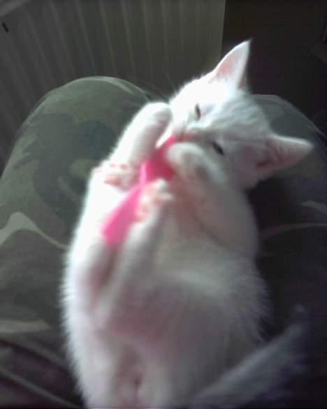 Blanding af racer Lotus R.I.P billede 8