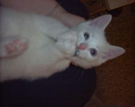 Blanding af racer Lotus R.I.P billede 9