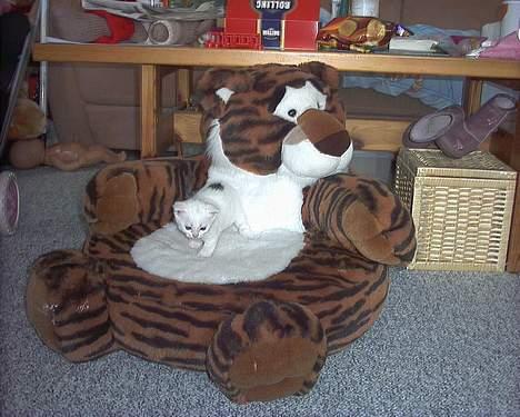 Blanding af racer Lotus R.I.P billede 10