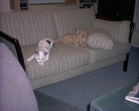 Blanding af racer Lotus R.I.P billede 11