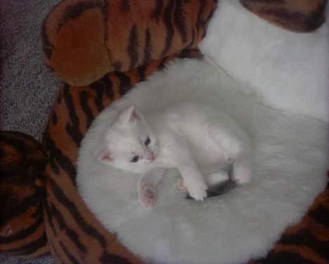 Blanding af racer Lotus R.I.P billede 12