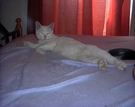 Blanding af racer Lotus R.I.P billede 13