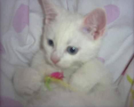 Blanding af racer Lotus R.I.P billede 14